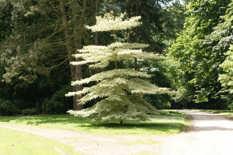  Wedding Cake Tree  Cornus controversa vari gata