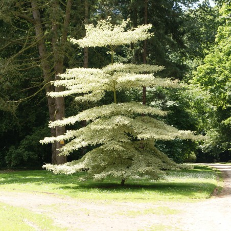 Weißbunte Pagoden-Hartriegel Variegata - Cornus controversa variégata