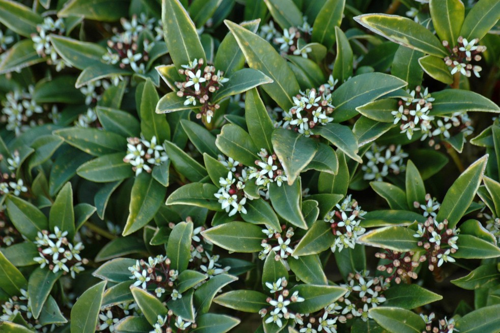 Skimmia du Japon