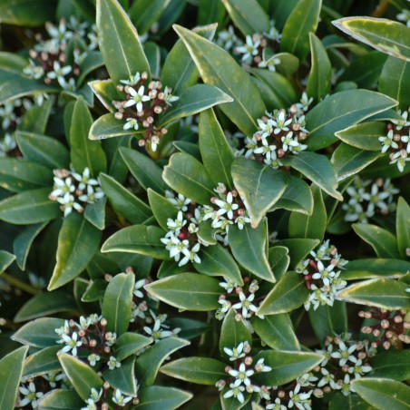 Skimmia du Japon