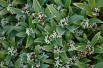 Japanese Skimmia