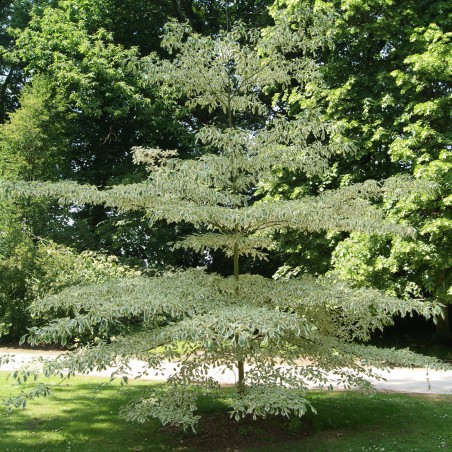 Weißbunte Pagoden-Hartriegel Variegata - Cornus controversa variégata