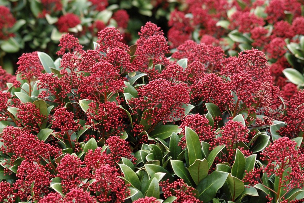 Skimmia du Japon