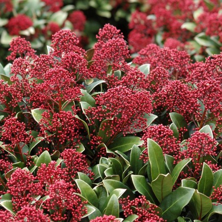 Skimmia du Japon