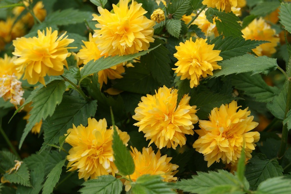 Corète du Japon à fleurs doubles