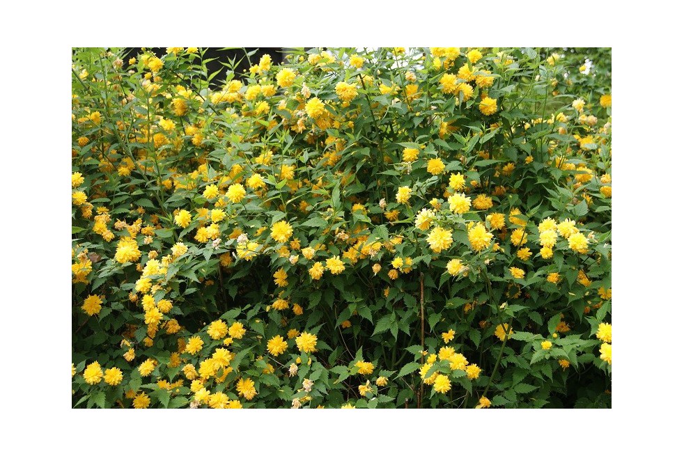 Corète du Japon à fleurs doubles