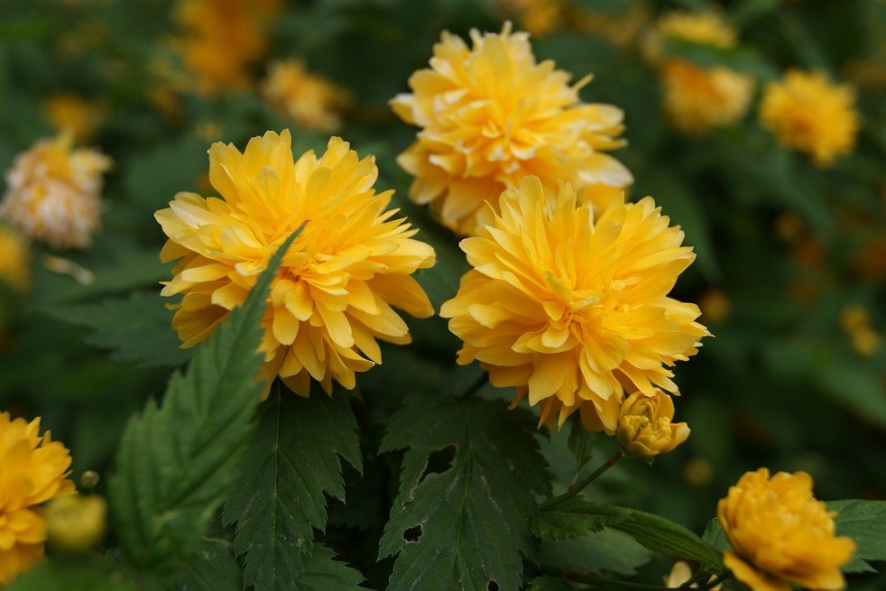 Corète du Japon à fleurs doubles