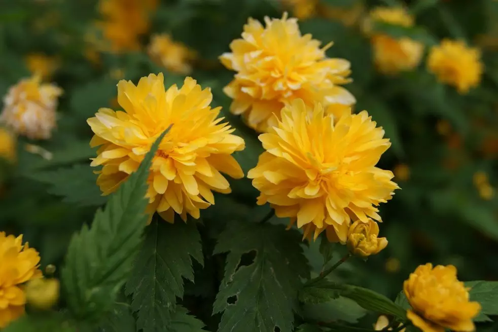 Double Japanese Rose