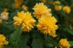 Corète du Japon à fleurs doubles