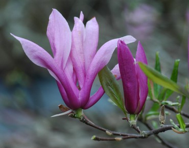 Magnolia Kosar De Vos Susan