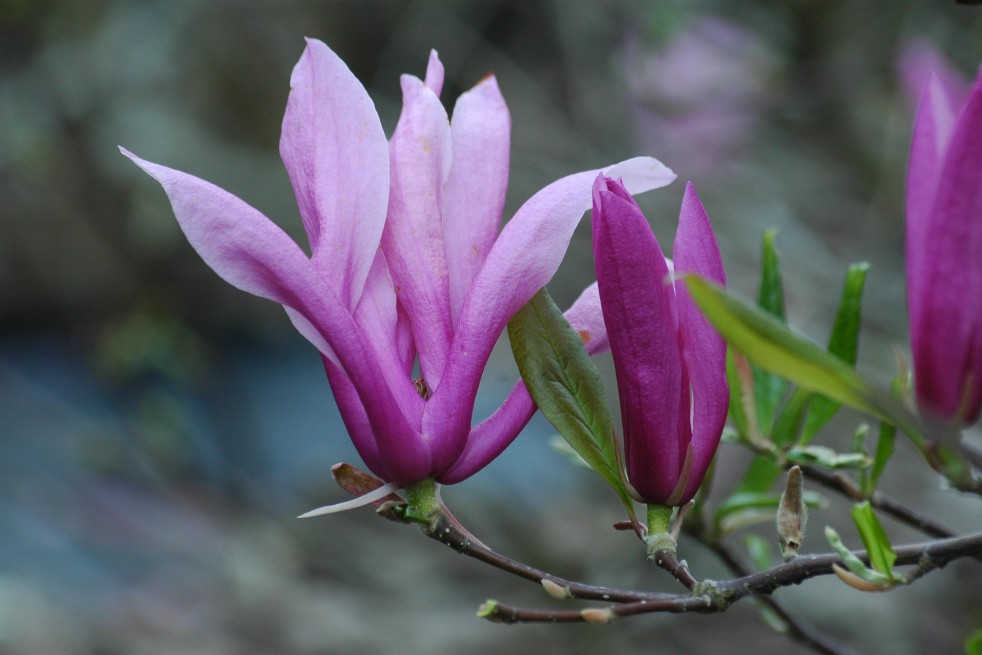 Magnolia Kosar De Vos Susan