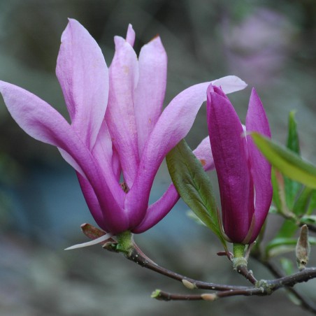 Magnolia Kosar De Vos Susan
