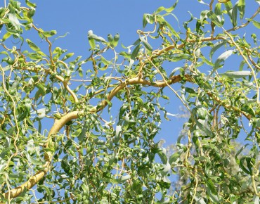 Red Twisted Willow