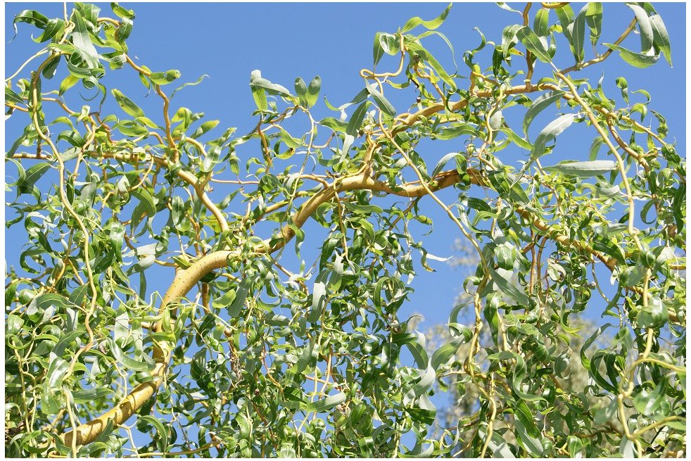 Red Twisted Willow