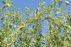 Red Twisted Willow