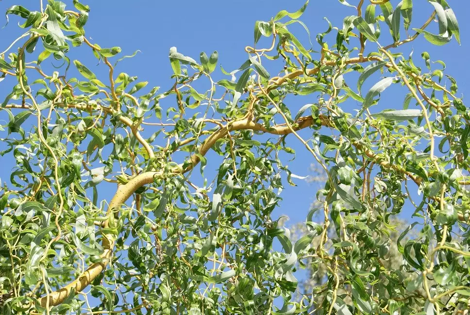 Red Twisted Willow (in 5 liter pot)