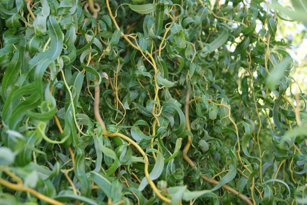 Red Twisted Willow
