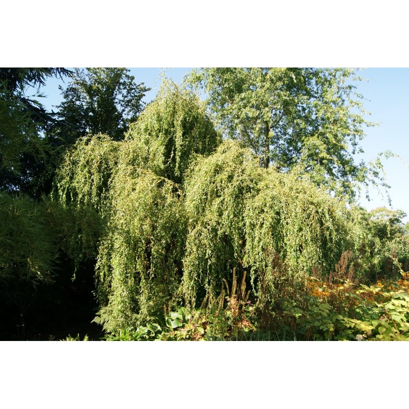 Red Twisted Willow - Salix Erythroflexuosa