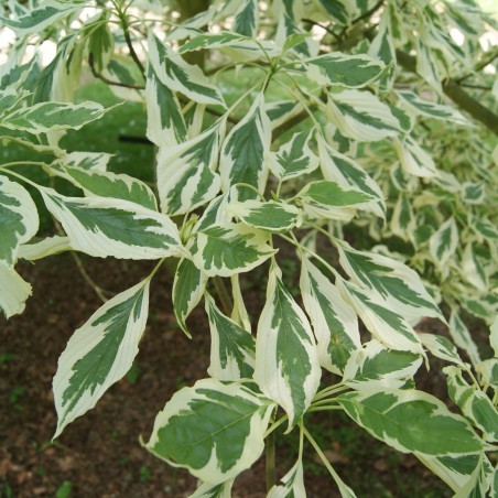 Weißbunte Pagoden-Hartriegel Variegata - Cornus controversa variégata