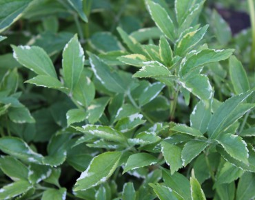 Zwarte Vlier Golden Spark