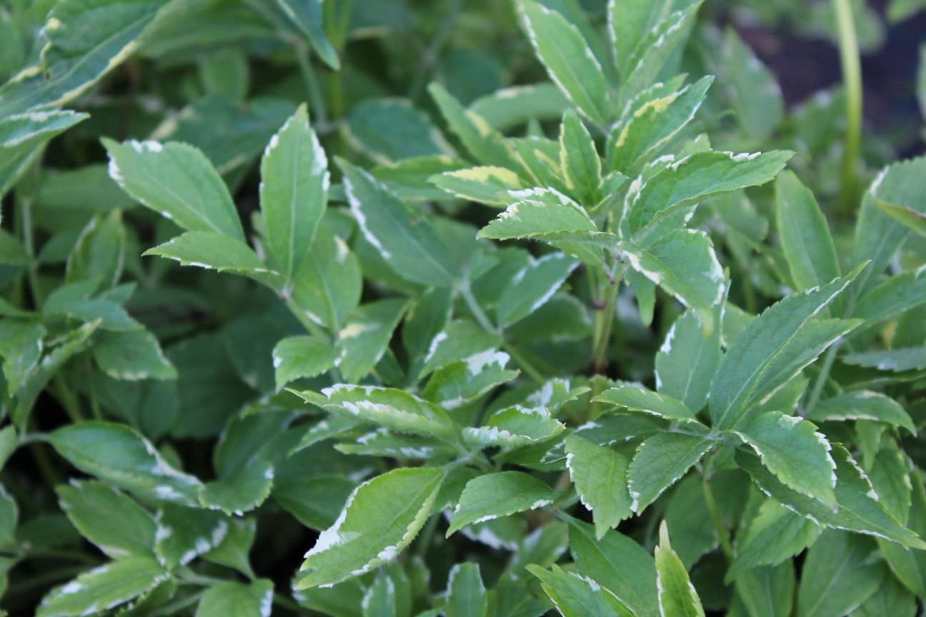 Holunder Golden Spark