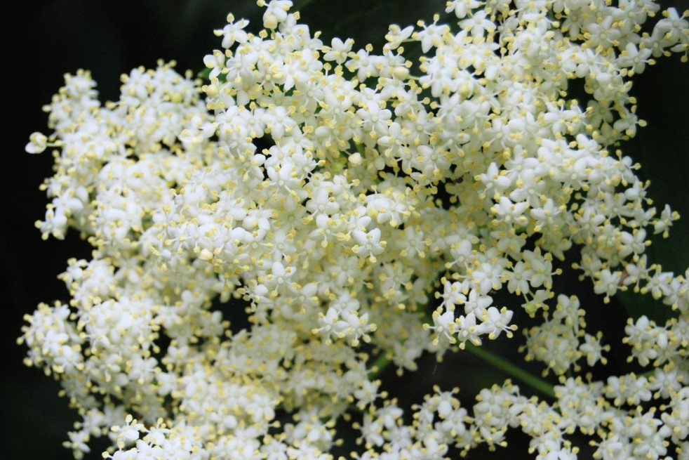 Black Elder Golden Spark