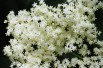 Black Elder Golden Spark
