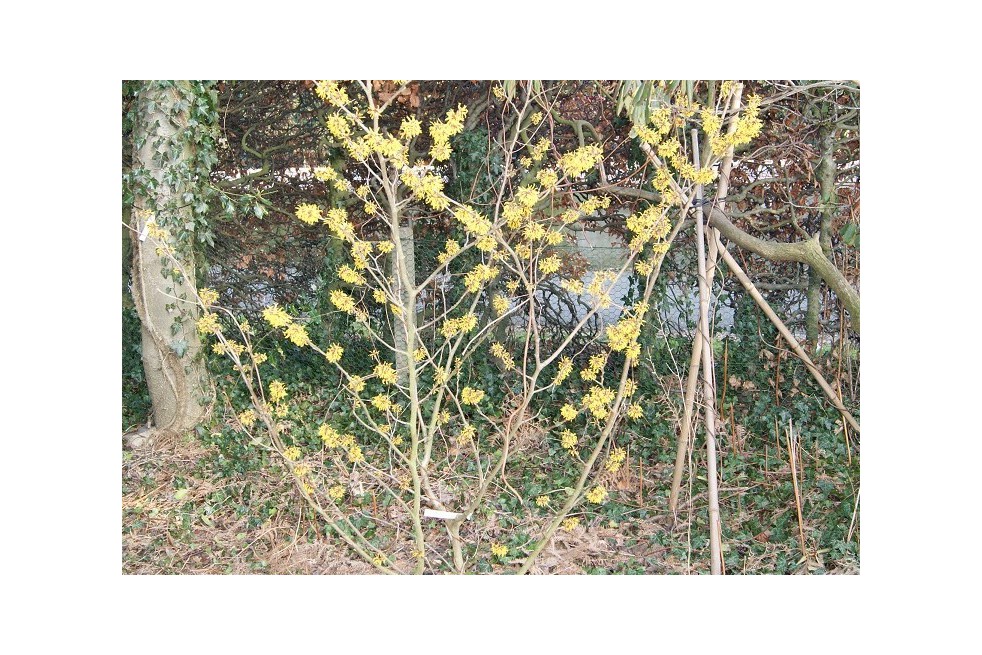 Noisetier des sorcières Ripe Corn