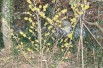 Ripe Corn Witch Hazel