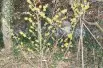 Ripe Corn Witch Hazel
