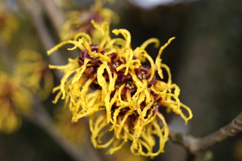 Noisetier des sorcières Ripe Corn