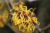Ripe Corn Witch Hazel
