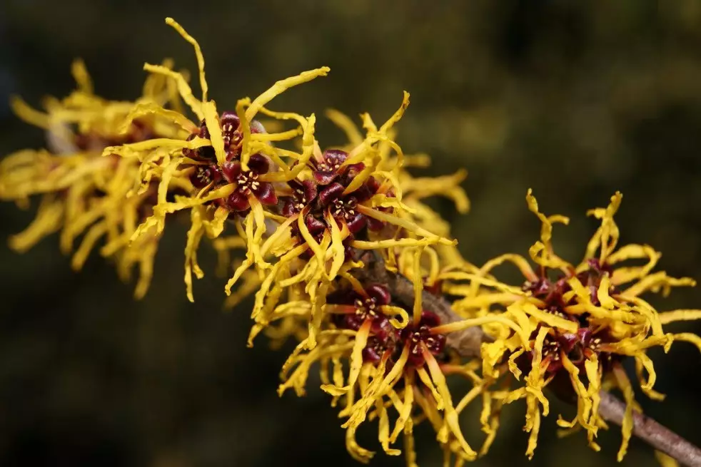 Ripe Corn Witch Hazel