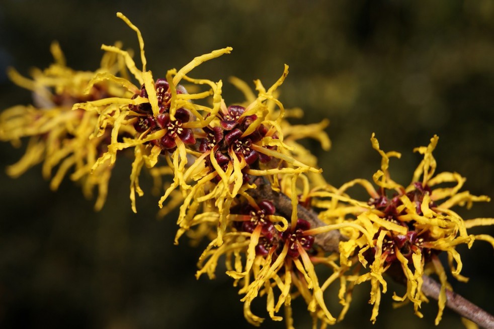 Noisetier des sorcières Ripe Corn