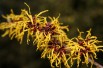 Ripe Corn Witch Hazel