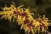 Ripe Corn Witch Hazel