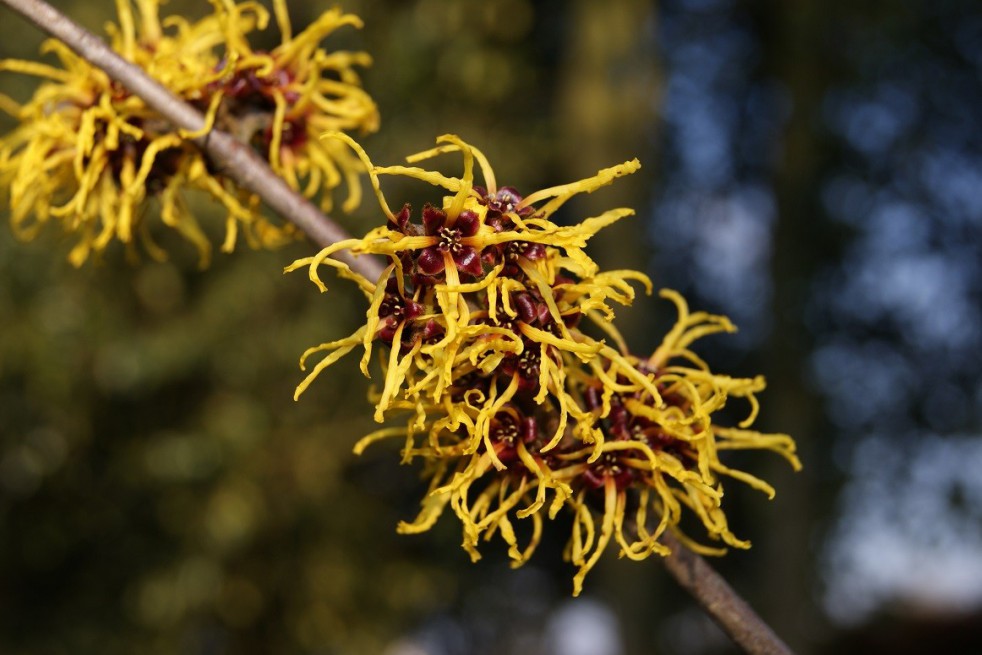 Ripe Corn Witch Hazel