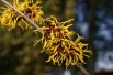 Ripe Corn Witch Hazel
