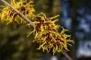 Ripe Corn Witch Hazel