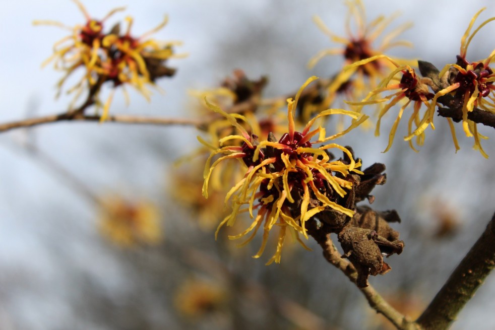 Orange Beauty Witch Hazel
