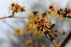 Orange Beauty Witch Hazel