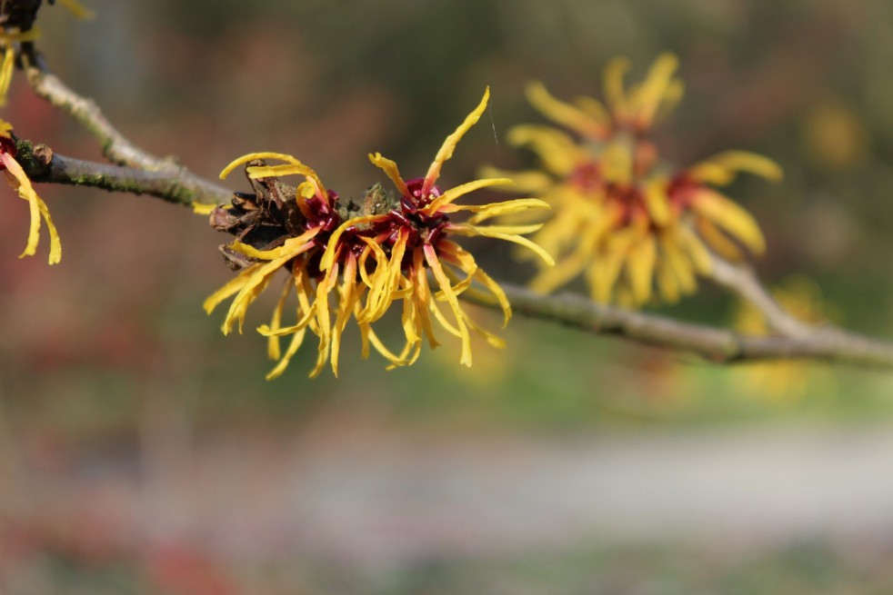 Orange Beauty Witch Hazel