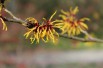 Orange Beauty Witch Hazel