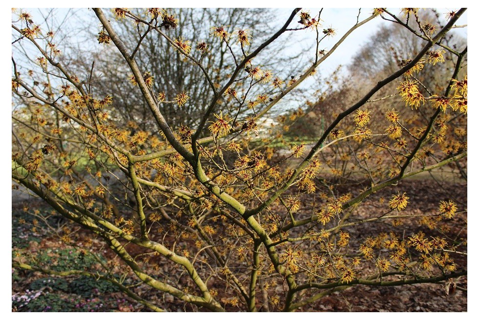 Orange Beauty Witch Hazel