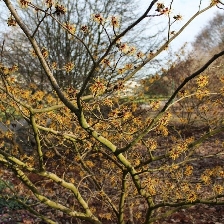 Orange Beauty Witch Hazel