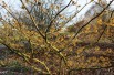 Orange Beauty Witch Hazel
