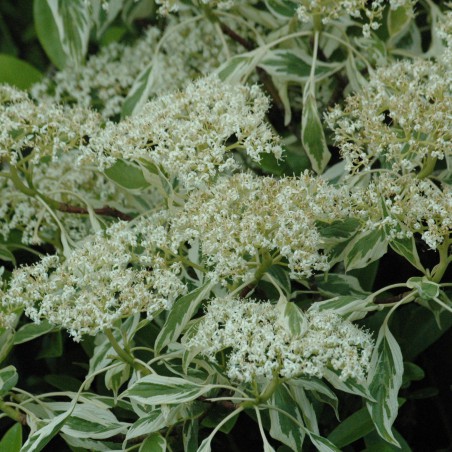 Cornouiller des pagodes panaché - Cornus controversa variégata