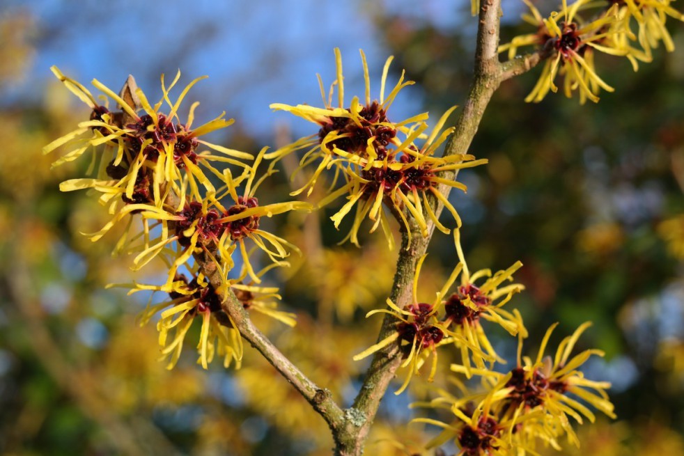 Orange Beauty Witch Hazel