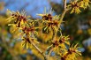 Orange Beauty Witch Hazel