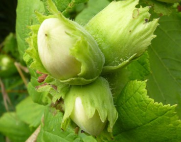 Corylus Avellana - Hazel tree 